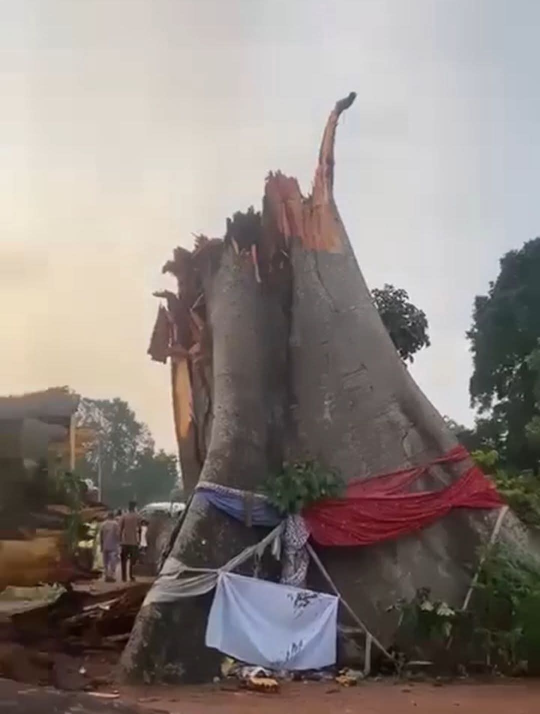 18 killed as giant tree falls, crushes bus in Enugu