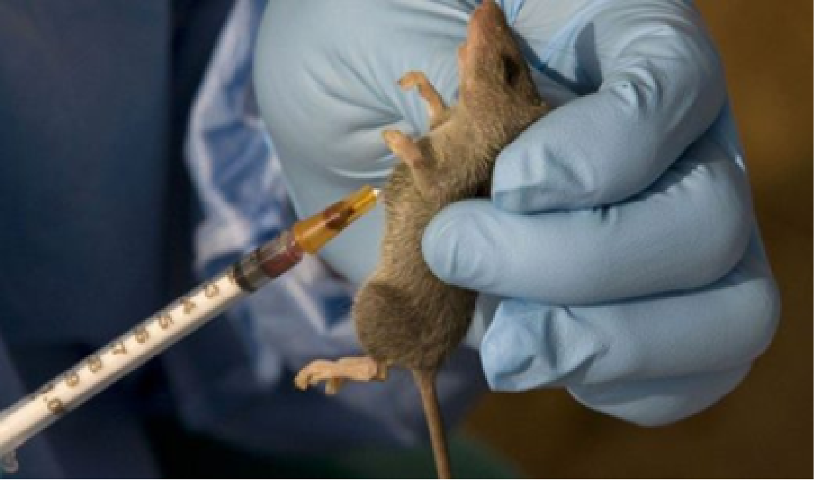 Nigeria records 170 lassa fever deaths despite drop in weekly cases – NCDC