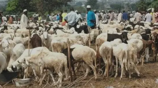 Eid-El-Kabir: Ram prices surge in Kaduna as buyers struggle ahead of Sallah
